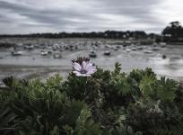 2024-08-22/DSCF7772 / France - Bord de mer - Bretagne